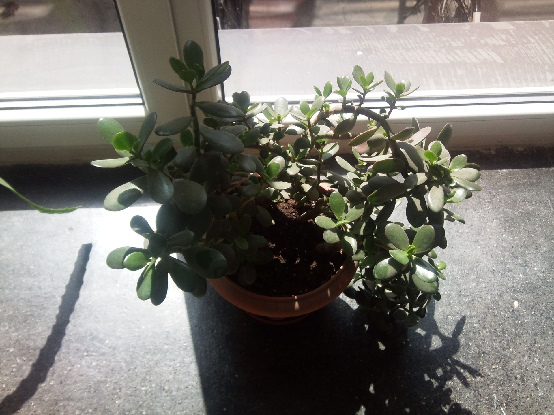 Sony Ericsson Satio - test 38