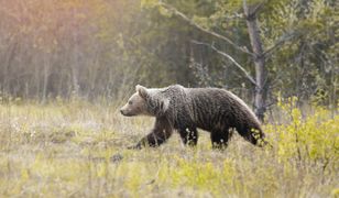 Dwa niedźwiedzie zginęły na Słowacji. Przyczynili się do tego ludzie