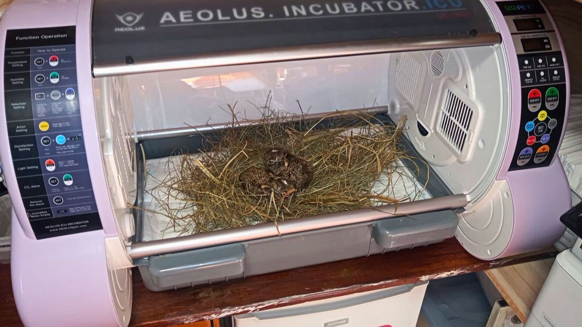 Straż miejska w Toruniu ratuje młode zwierzęta 