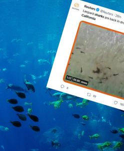 Stado rekinów u wybrzeży Kalifornii. Wideo robi wrażenie