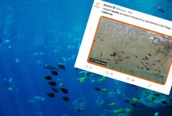 Stado rekinów u wybrzeży Kalifornii. Wideo robi wrażenie