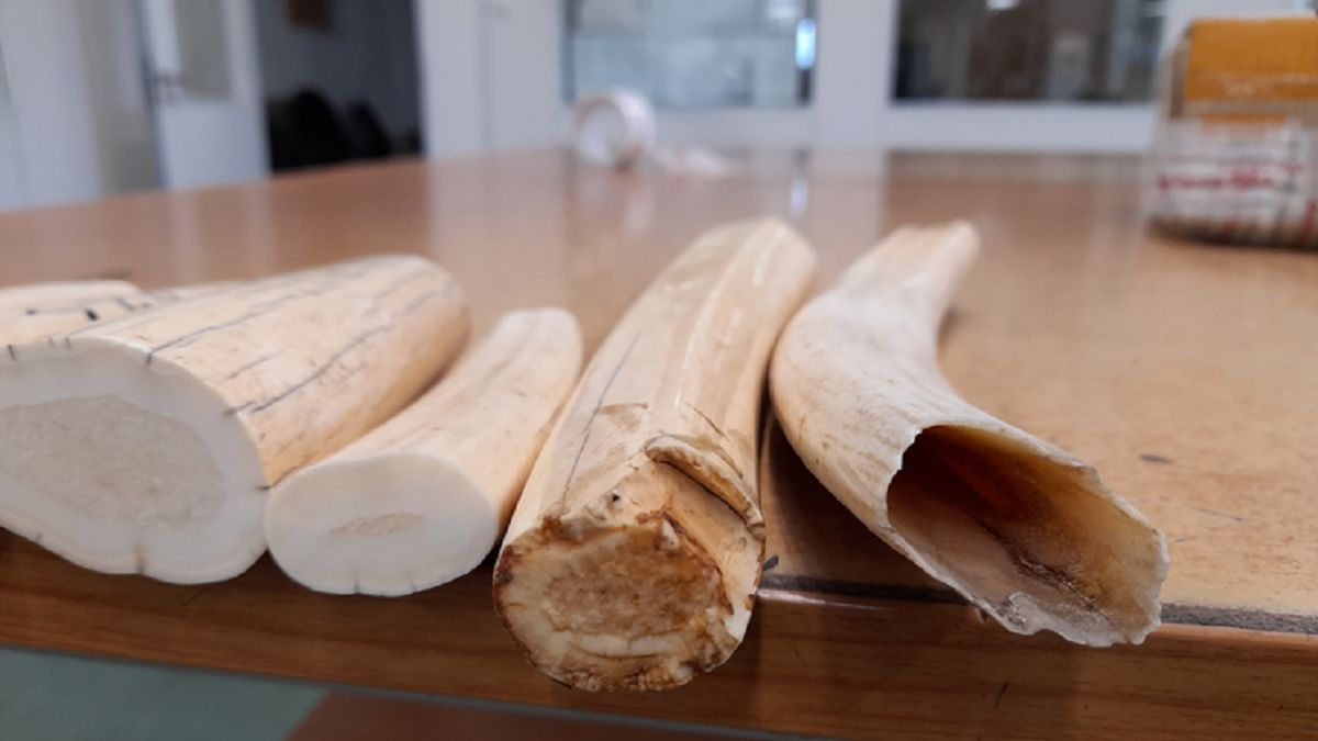 Kły morsa arktycznego zatrzymane przez pomorską KAS 