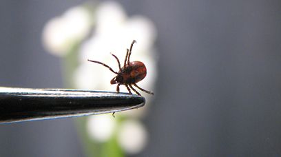 Afrykańskie kleszcze atakują Europę. Roznoszą śmiertelną chorobę