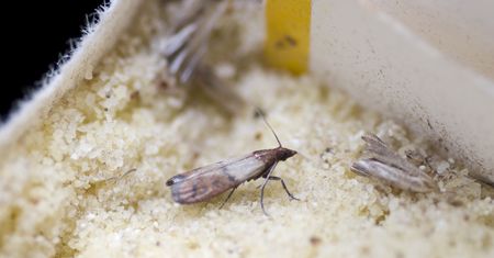 Sposób na mole spożywcze. Wystarczy 5 kropli na plaster