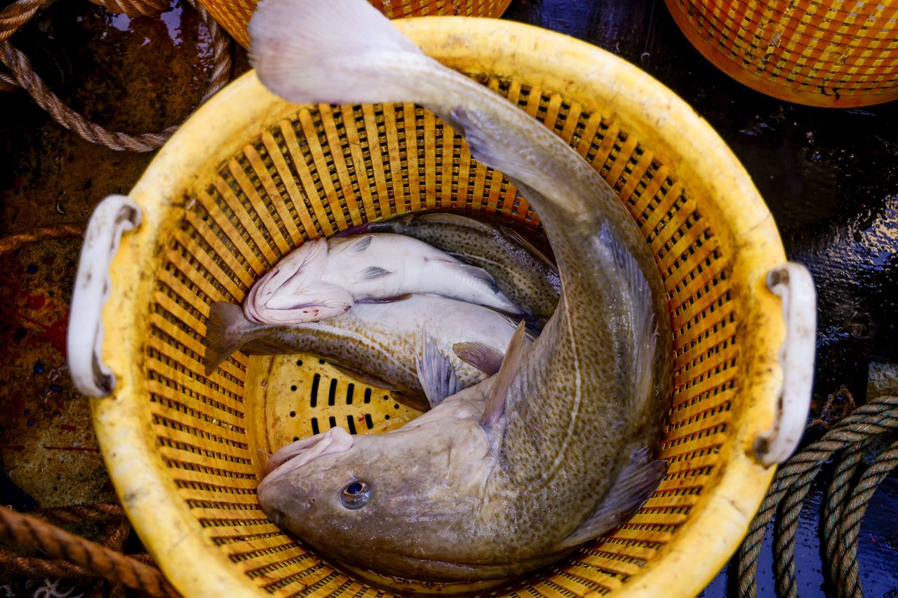 Bałtyk w kryzysie. UE chce ograniczyć połowy dorsza