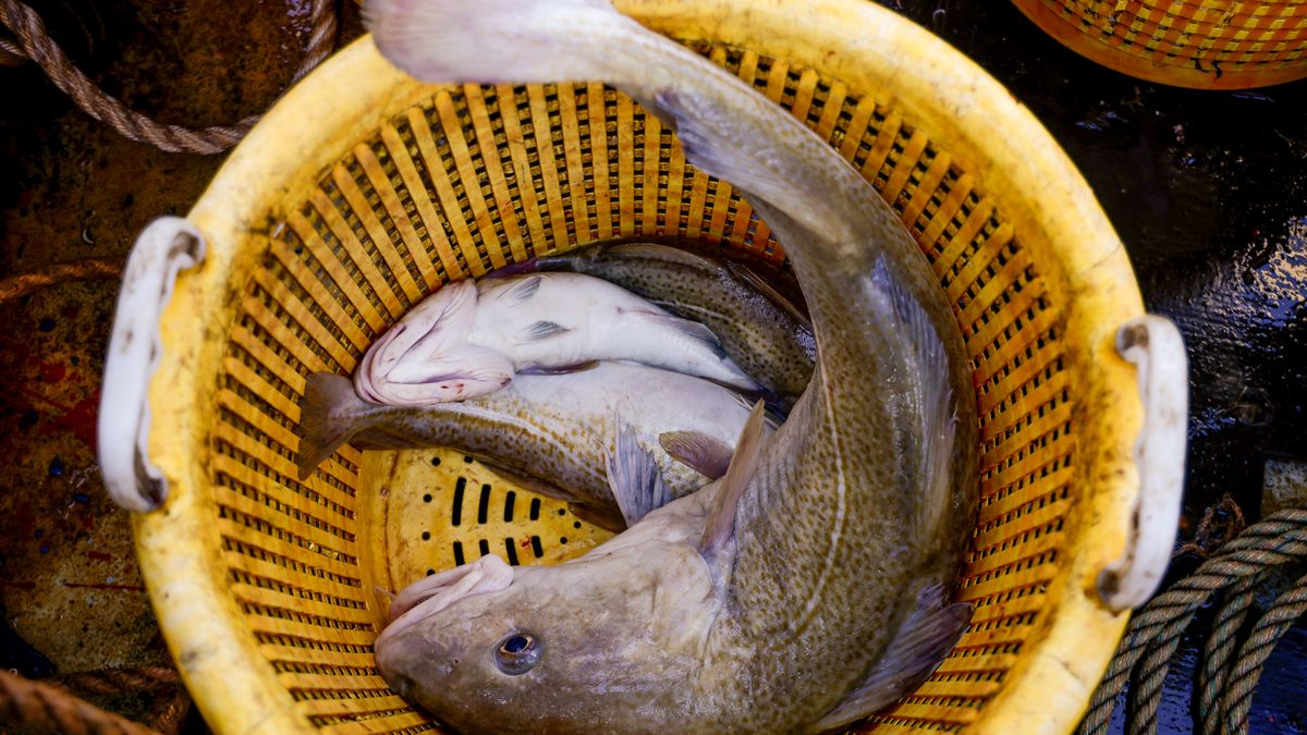 U.K. Fishing as Brexit Trade Deal Threatens 'Fish And Chips'
A freshly caught cod fish aboard fishing boat 'About Time' while trawling in the English Channel from the Port of Newhaven, East Sussex, U.K. on Sunday, Jan. 10, 2021. While Prime Minister Boris Johnson claimed last months trade deal will let the U.K. regain control of its fishing waters by taking back 25% of the European Unions rights over five years, many fishermen feel let down. Photographer: Jason Alden/Bloomberg via Getty Imagesg
Bloomberg
british, fishermen, business news, emea, fisheries, oceans fishing, fish, fisheries, aquaculture, industries, brexit news