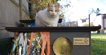 Zduńska Wola: Kocie domki się sprawdziły. Może być ich więcej