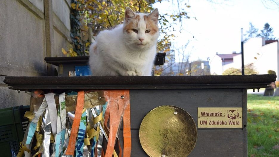 Kocie domki w Zduńskiej Woli. Czy są potrzebne?