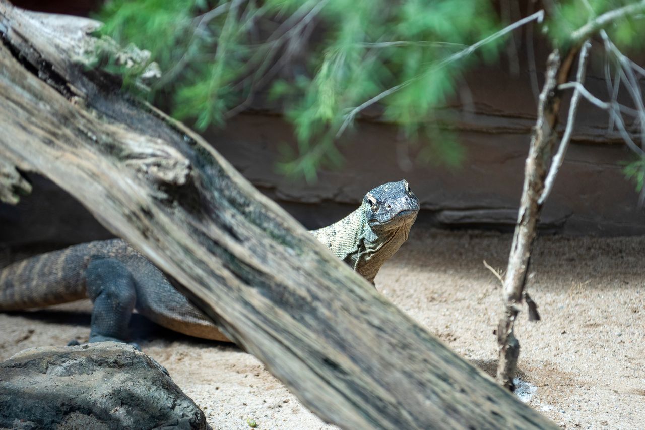 Komodo dragons are endangered.