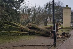 W Trójmieście szalała wichura. Runęło słynne drzewo w Parku Oliwskim