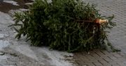 Gniezno: Zbiórka naturalnych choinek. Zobacz terminarz