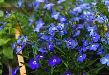 Morze kwiatów wyleje się z balkonu. Lobelia przylądkowa kwitnie niemal bez przerwy