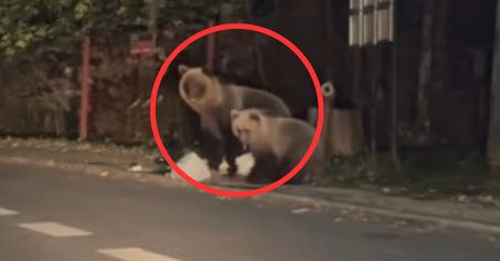 Niedźwiedzie przyłapane na gorącym uczynku. Nagle zaczęły biec