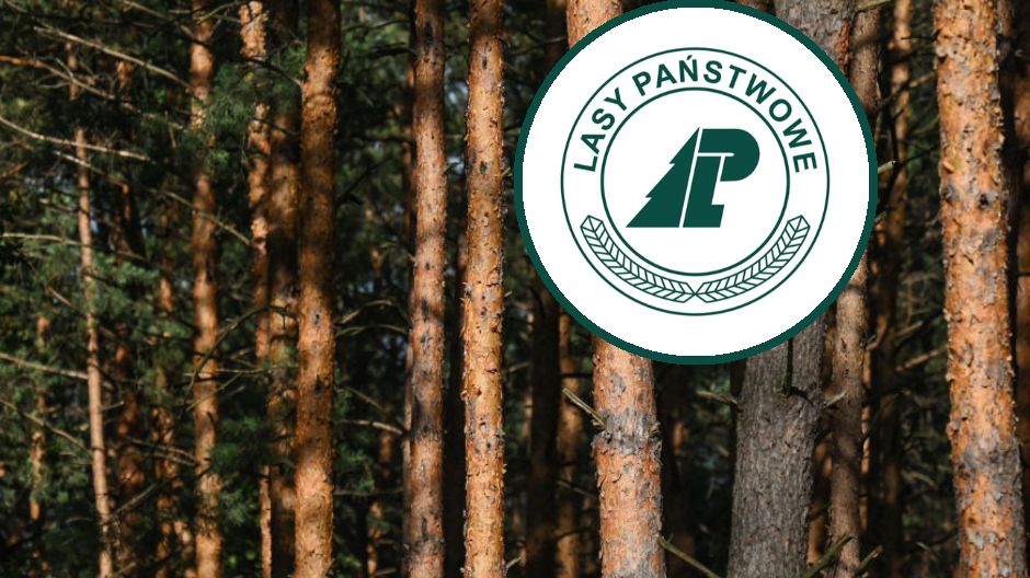 Jadowity ssak występuje w Polsce. Leśnicy pokazali nagranie niepozornego zwierzątka