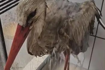 Bocian Lolek jedzie 300 km po ratunek. Potrzebna specjalistyczna pomoc