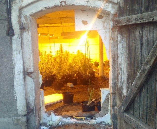 Policjanci z Krotoszyna odkryli plantację marihuany w... chlewie