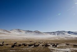 Mongolia – co warto wiedzieć o kraju stepów i bezdroży. Co zobaczyć w Mongolii?