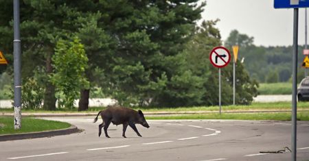 Niemcy. Dzik wywołał panikę w centrum handlowym