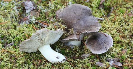 Tata pokazał mi te grzyby. Inni grzybiarze nawet się nie schylają, a ja wychodzę z lasu z pełnym koszem