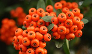 Jarzębina dla zdrowia i urody 