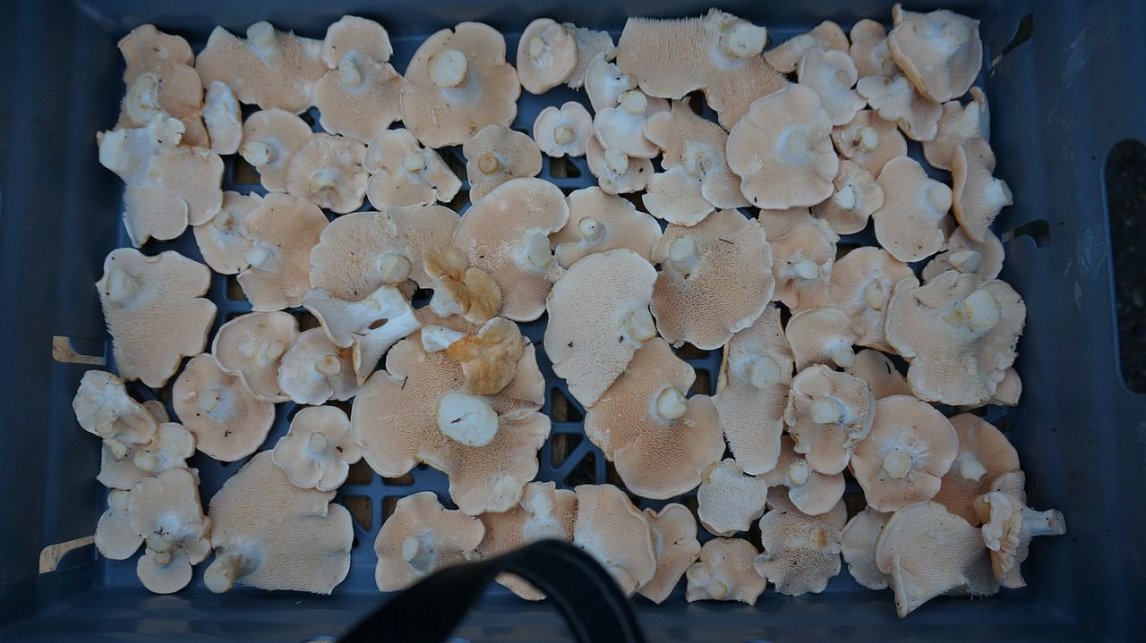 Kolczak obłączasty w niektórych regionach uchodzi za rarytas