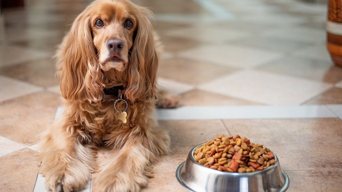 English cocker spaniel, Dog, Puppy image