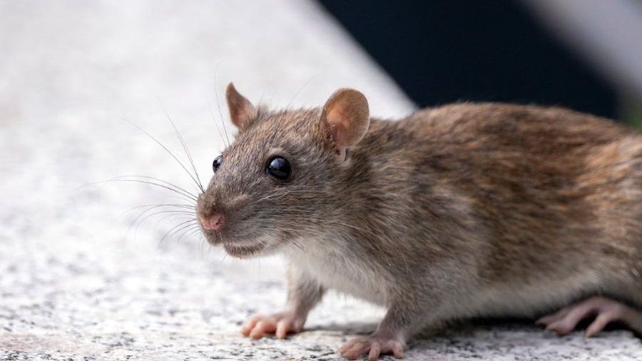 Inwazja gryzoni w mieście - zdjęcie ilustracyjne