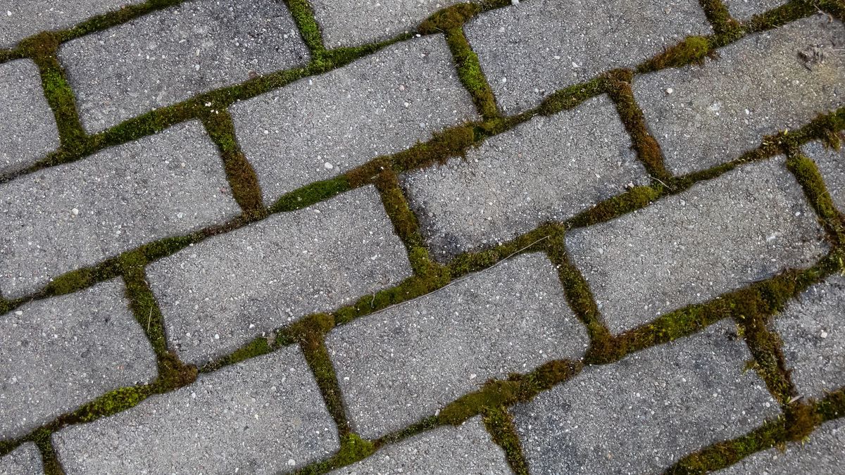 Jak usunąć mech z kostki?