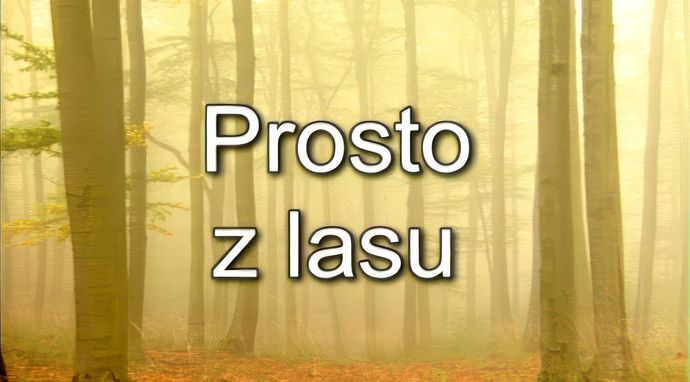 Prosto z lasu