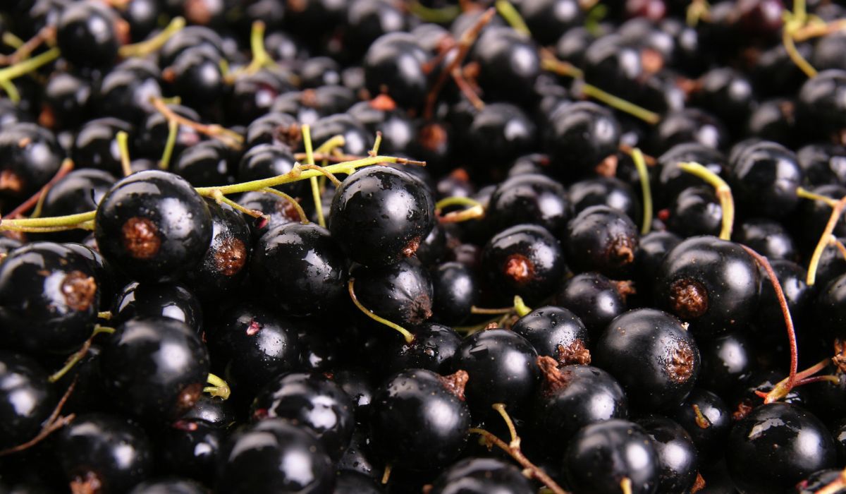 Czarna porzeczka to jeden z najzdrowszych owoców - Pyszności; Foto Canva.com
