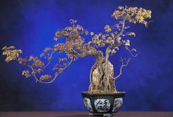 Za darmo: Wystawa Drzewek Bonsai