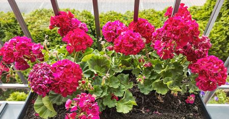 Sierpień to idealny moment. Zrób to z pelargoniami, a zaoszczędzisz na wiosnę