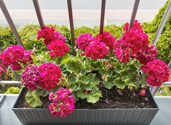 Sierpień to idealny moment. Zrób to z pelargoniami, a zaoszczędzisz na wiosnę