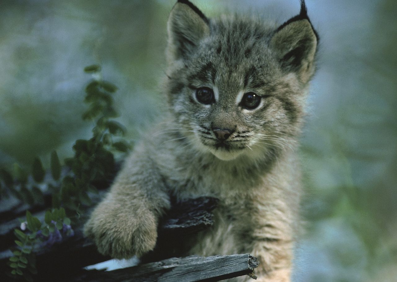 Zwierzęce rekordy Polski. Nietypowy test z przyrody