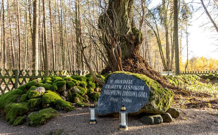 Cmentarz w głębi lasu pod Piłą. Pamiętają tu o osadzie, której nie ma