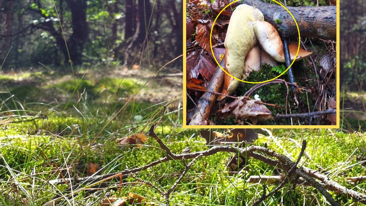 "Rosną prawie wszędzie". Świetne wieści dla grzybiarzy