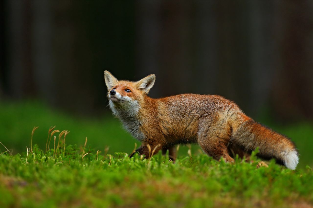 Pamiętacie Firefox Focus? W końcu można powiedzieć, że to pełnoprawna przeglądarka