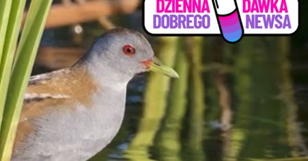 Niepozorny ptak z niezwykłym talentem. Mieszka w Polsce
