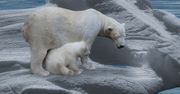Dramatyczne prognozy naukowców. Kiedy wyginął niedźwiedzie polarne? Jest data