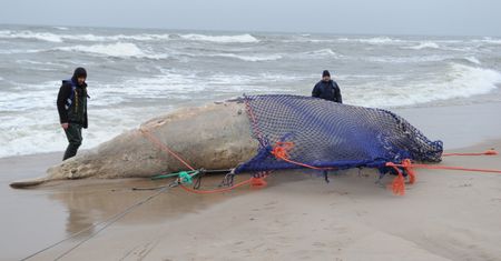 Na brzegu Bałtyku znaleziono martwego wieloryba