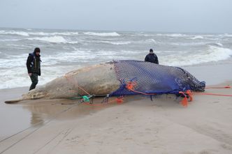Na brzegu Bałtyku znaleziono martwego wieloryba