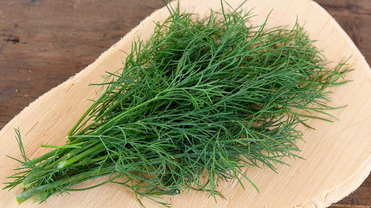 Koperek to popularny dodatek do wielu dań