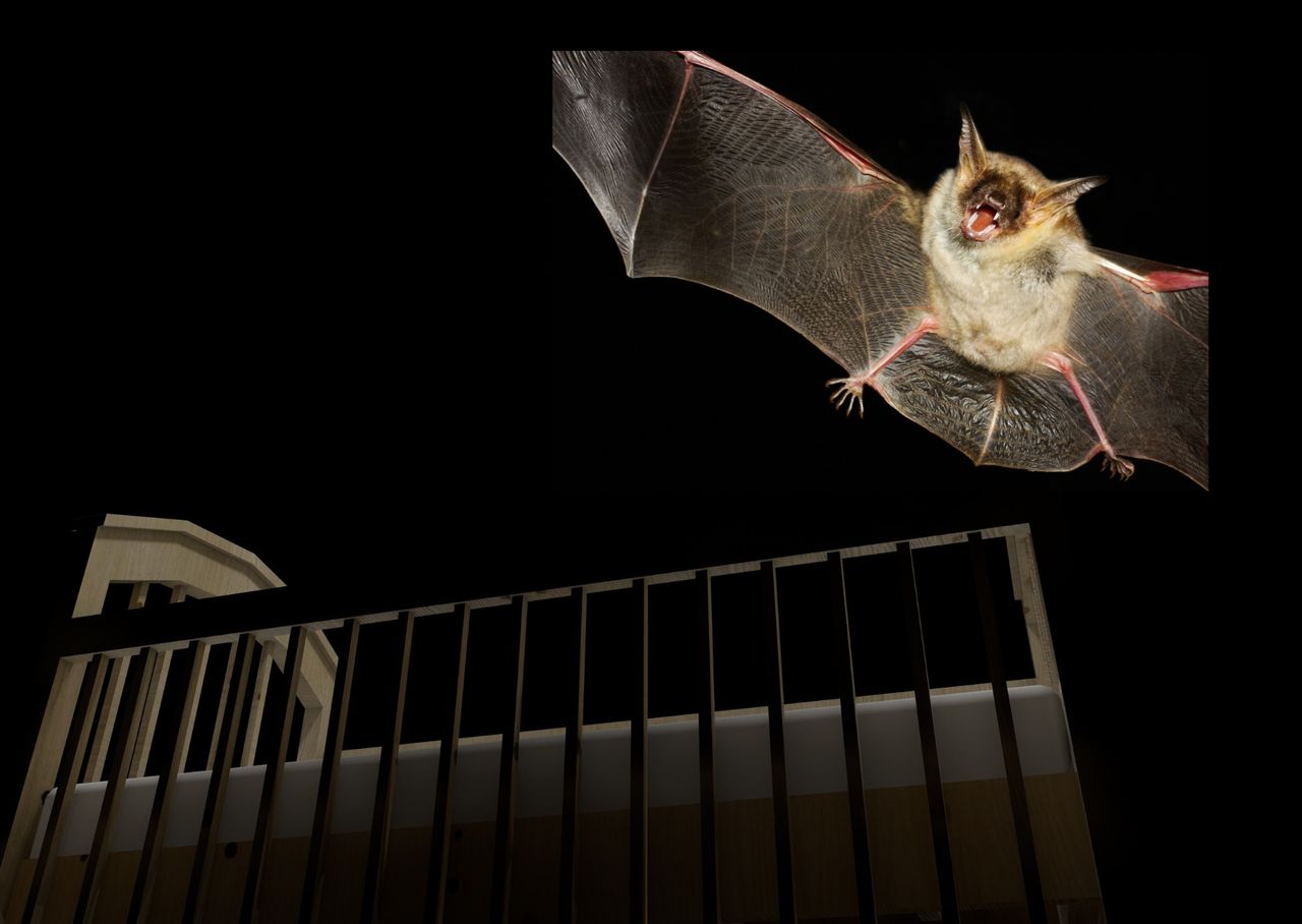 A bat attacked an infant.