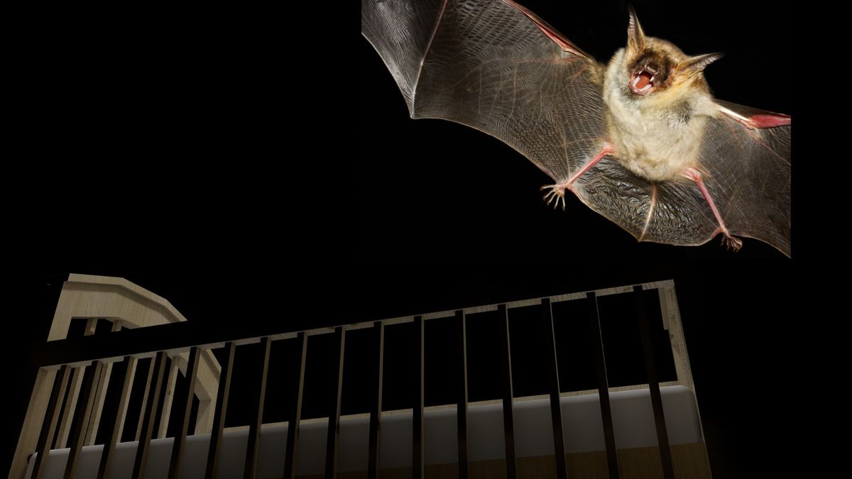 Nietoperz zaatakował niemowlę