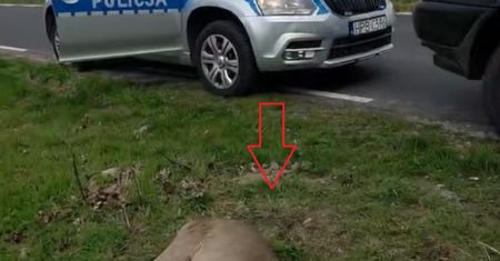 Myśliwy dobił sarnę. Fundacja Niech Żyją! nie zgadza się z prokuraturą