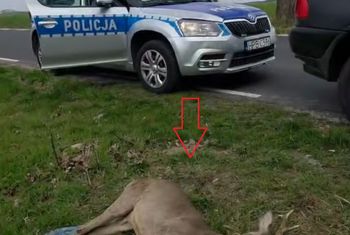 Myśliwy dobił sarnę. Fundacja Niech Żyją! nie zgadza się z prokuraturą