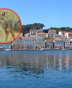 Zdumiewające odkrycie na chorwackiej wyspie. Mieszkańcy przerażeni