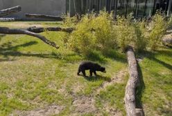 Groźny wypadek w Łodzi. Kobieta wpadła do wybiegu dla niedźwiedzi