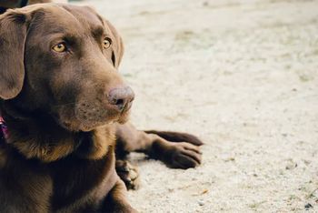 What Dog Food Should You Choose?