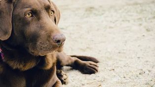 What Dog Food Should You Choose?